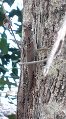 Monilesaurus ellioti