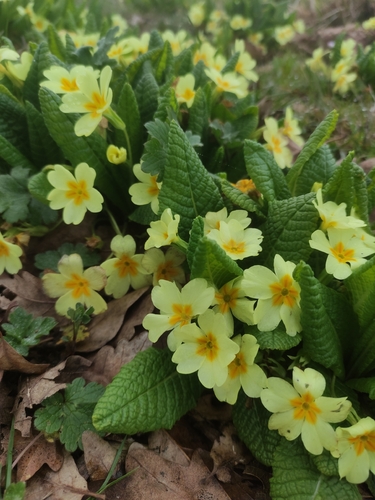 Primrose