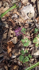 Corydalis paczoskii
