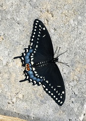 Papilio polyxenes