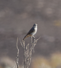 Oenanthe chrysopygia