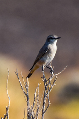 Oenanthe chrysopygia