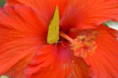 Catopsilia pomona