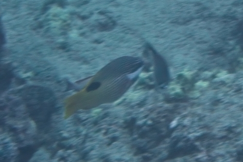Bodianus albotaeniatus, 2026-04-18