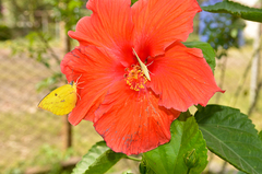 Catopsilia pomona