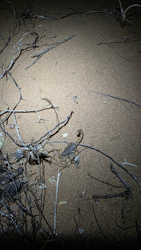 Buthus parroti
