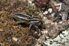 Phlegra bresnieri