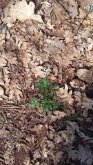 Ranunculus constantinopolitanus