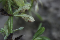 Leptotrochila verrucosa