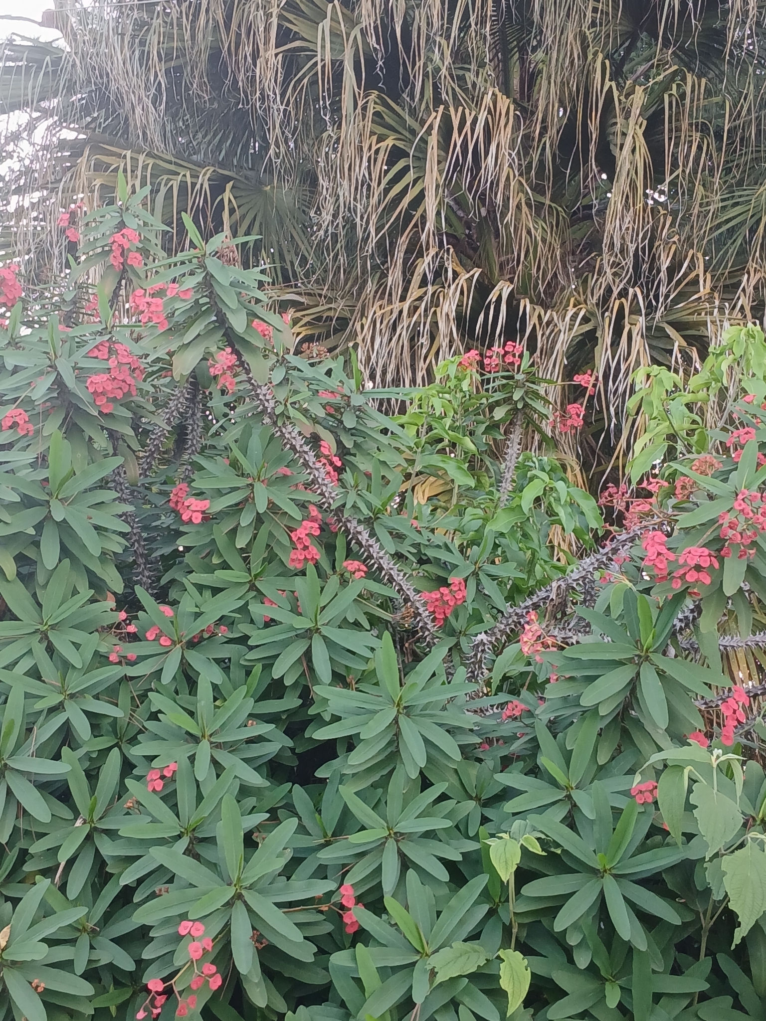 Euphorbia milii