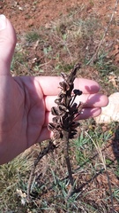 Asphodeline taurica