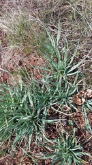 Asphodeline taurica