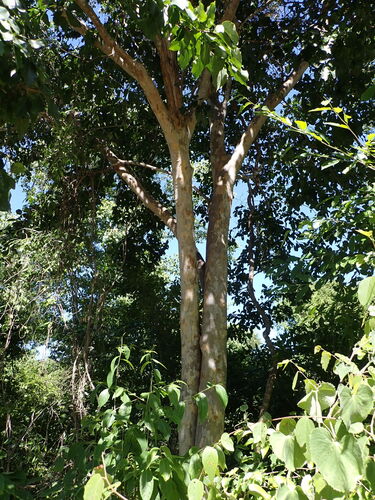 Celtis bifida