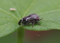 Ophiderma grisea