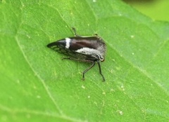 Ophiderma grisea