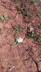 Ornithogalum fimbriatum