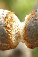 Diastocera trifasciata