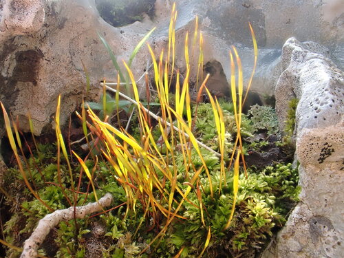 Tortula subulata observed 2026-04-17