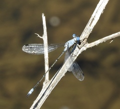 Lestes sigma