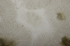 Leptotrochila verrucosa