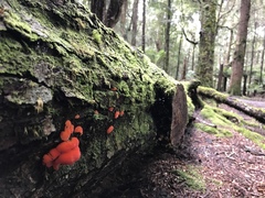 Aurantiporus pulcherrimus