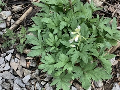 Cardamine concatenata