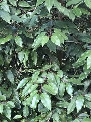 Prunus lusitanica
