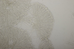 Leptotrochila verrucosa