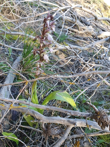 giant orchid