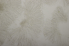 Leptotrochila verrucosa