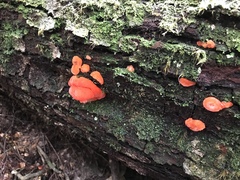 Aurantiporus pulcherrimus