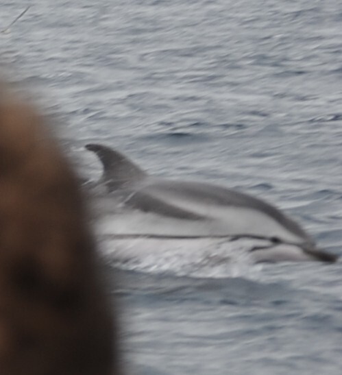 Stenella coeruleoalba