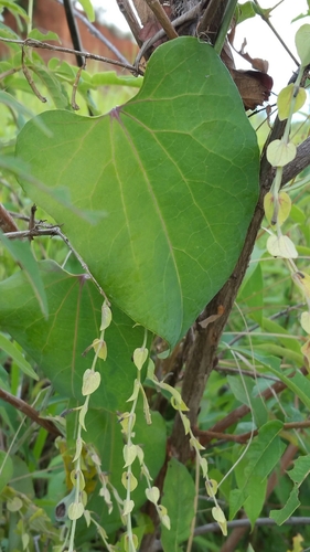 Aristolochia albida image