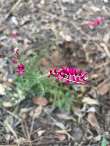 Hermbstaedtia odorata, photograph 2
