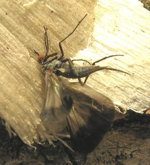 Rhamphomyia marginata