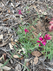 Hermbstaedtia odorata, photograph (c) Justin Ponder, some rights reserved (CC BY)