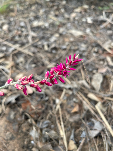 Hermbstaedtia odorata