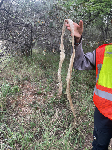 Mozambique Spitting Cobra