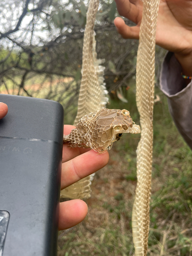 Mozambique Spitting Cobra