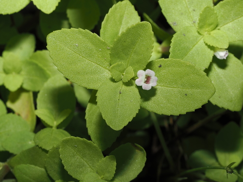 Limnophila fragrans observed 2026-04-14
