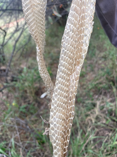 Mozambique Spitting Cobra