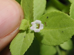 Limnophila fragrans, photograph (c) Thomas Mesaglio, some rights reserved (CC BY)