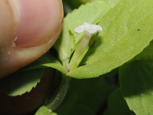 Limnophila fragrans, photograph 3