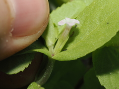 Limnophila fragrans, photograph (c) Thomas Mesaglio, some rights reserved (CC BY)
