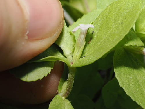 Limnophila fragrans, photograph 4