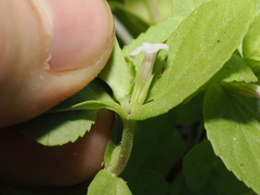 Limnophila fragrans, photograph (c) Thomas Mesaglio, some rights reserved (CC BY)