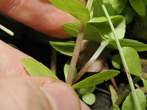 Limnophila fragrans, photograph 5