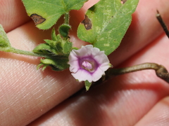 Ipomoea eriocarpa, photograph (c) Thomas Mesaglio, some rights reserved (CC BY)