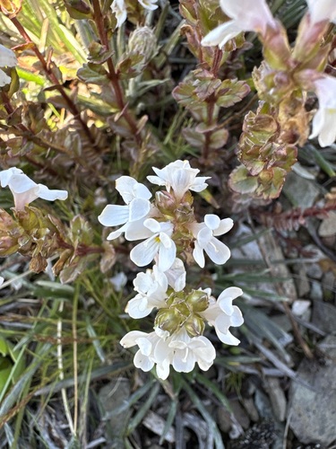 Euphrasia crassiuscula, 2024-12-08