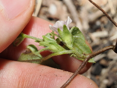 Ipomoea eriocarpa, photograph (c) Thomas Mesaglio, some rights reserved (CC BY)